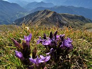 53 Gentiana anisodonta in Cima Menna con vista sul Bivacco Palazzi